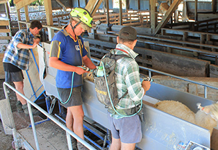 Farmers drenching sheep