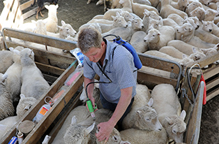 Farmer drenching sheep