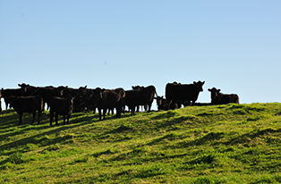 Cattle on pasture