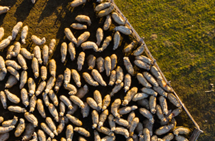 Aerial image of sheep