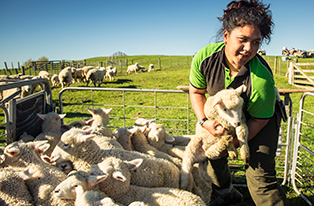 Woman lifting sheep