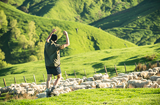 Farmer working with sheep