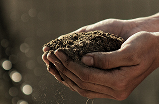 Hands holding soil