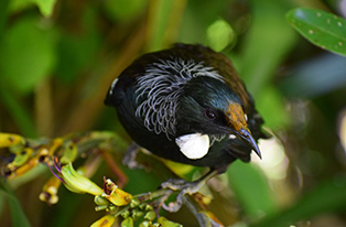 Image of tui