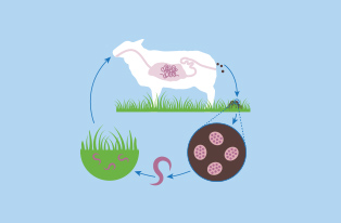 diagram of worm life cycle