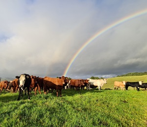 cow herd under a rainbow