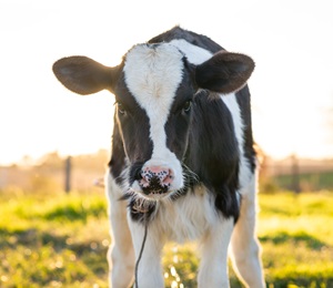 image of dairy calf