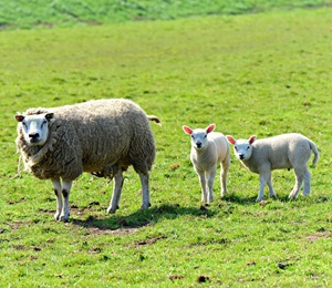 image of ewe and two lambs