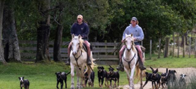 Ahuwhenua trophy horses dogs