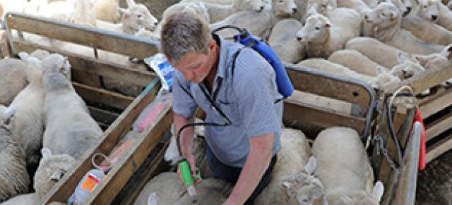 Farmer drenching sheep