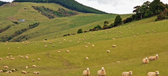 Image of sheep on pasture