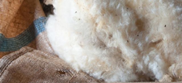 Image of raw wool