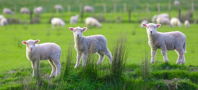 image of three lambs in green paddock