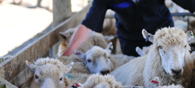 Farmer working with sheep