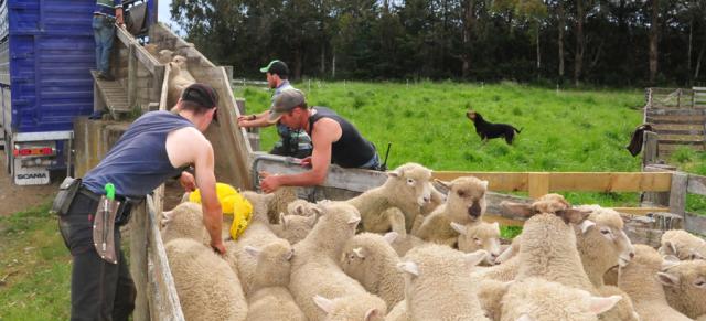 Sheep being loaded on truck