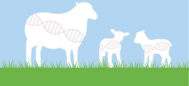 image of sheep and lambs with genetics symbol 