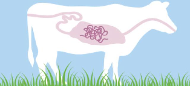 diagram of worms in cattle