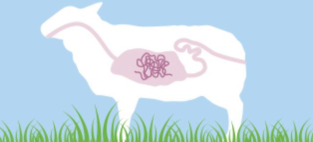 diagram showing worms inside of sheep