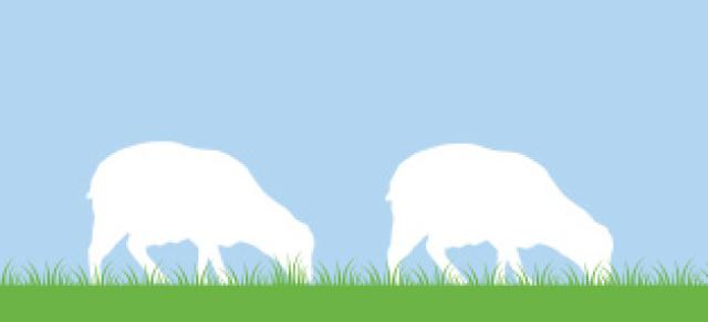 image of two lambs grazing illustration