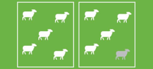 illustration of sheep and one odd one out