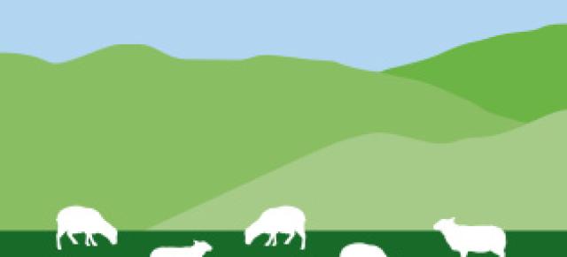 illustration of sheep on farm