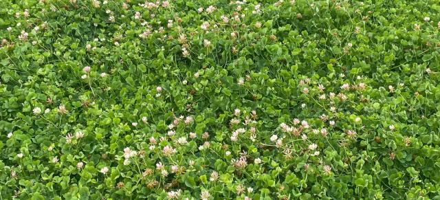 image of puawhaa sub clover