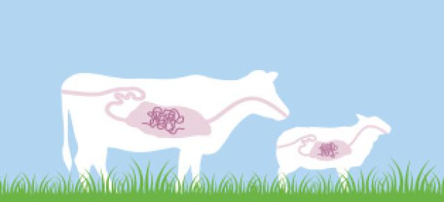 illustration of worms in cow and sheep