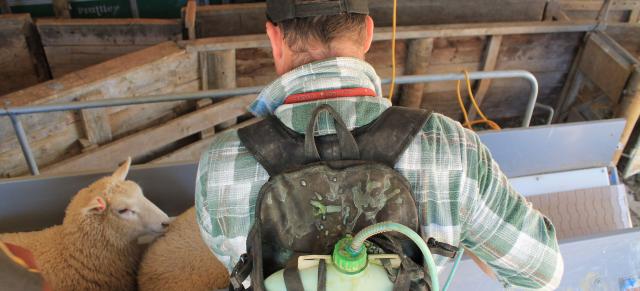 image of farmer drenching sheep in yards