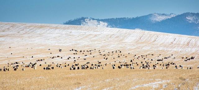 image of herd of sheep in snowy mountains