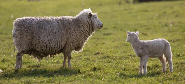 image of ewe and lamb in paddock