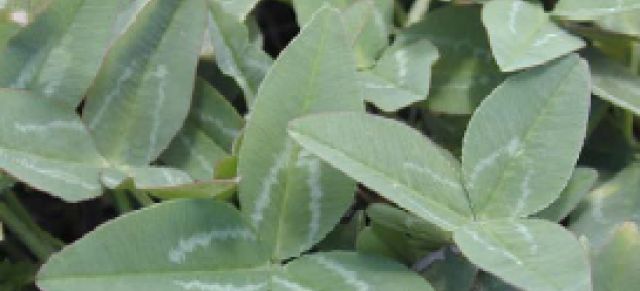 caucasian clover