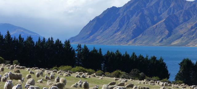 image of sheep infront of river and mountains