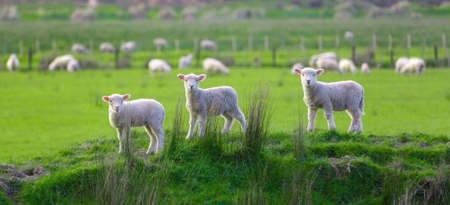 image of three lambs infront of sheep on paddock