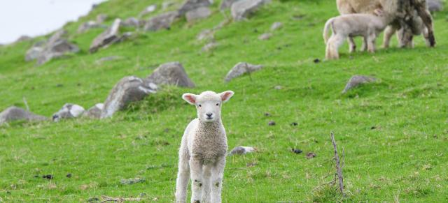 image of solo lamb in centre with ewe and lamb in far left corner