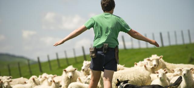 image of student farmer and sheep with dog