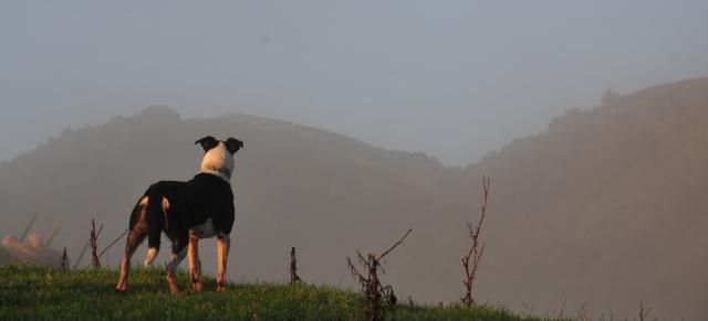 image of dog overlooking misty farm