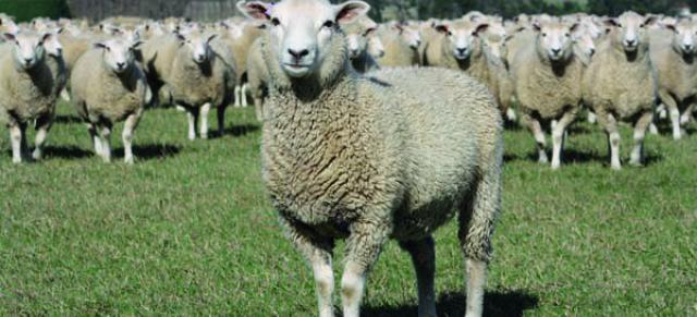 image of two tooth ewe infront of flock