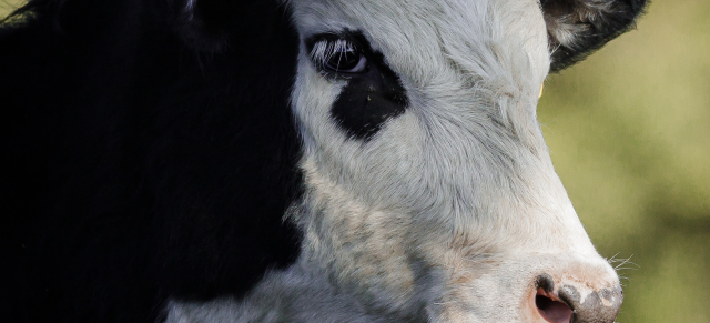 image of dairy cow close up