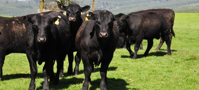 image of Angus herd on green field