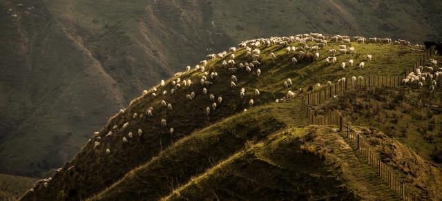 image of hill country with sheep on it. 