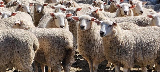 image of flock of hogget sheep