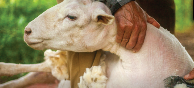 Sheep shearing