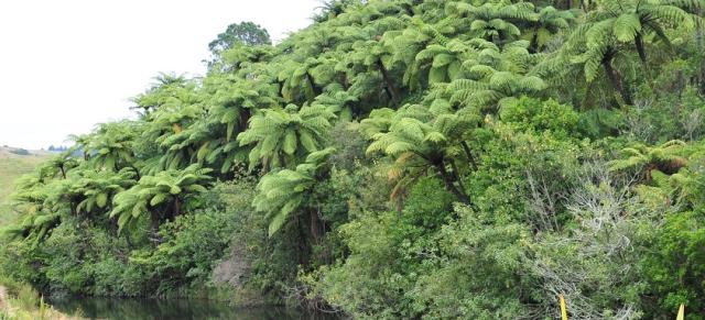 image of ferns next to stream