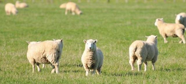 sheep in paddock