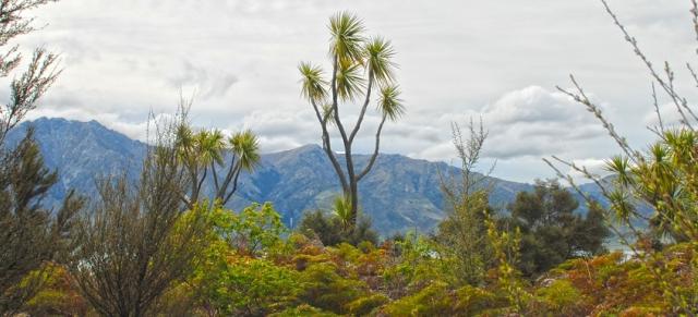 image of trees on farm