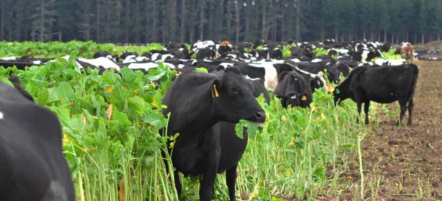 winter grazing 