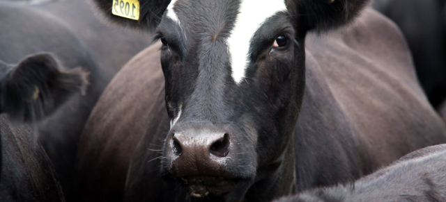 Image of cow