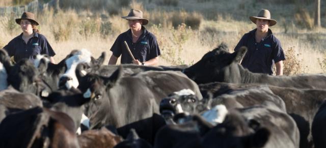 Image of farmers and bulls