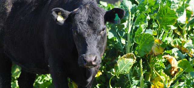 Wintering crops