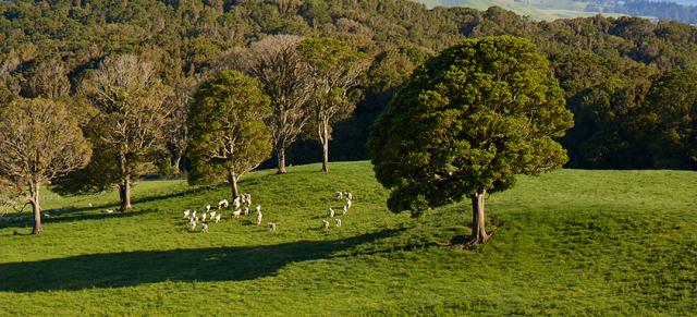 image of sheep onfarm